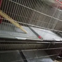 قفس جوجه پران کف گالوانیزه  قفس جوجه پرون