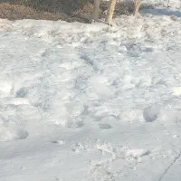 ماده سرابی|سگ|اهر, |دیوار