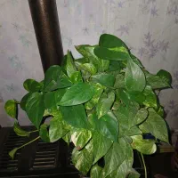 گلهای خانگی