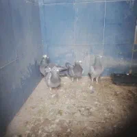 پلاکی گرفتنی|پرنده|اندیمشک, |دیوار