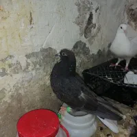 کفتر دم‌ سفید