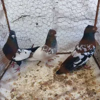 کبوتر سینه سیاه و کله سبز