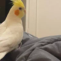 کسی عروس هلندیم گمشده رو ندیده