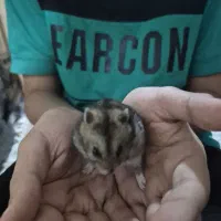 همستر|موش و خرگوش|یزد, |دیوار