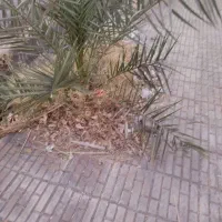 قطع درخت با اره برقی بنزینی