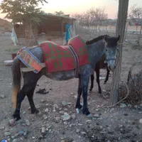 اسب مادیان کشش شده از الاغ