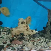 آکواریوم با ماهی و وسایل|ماهی|رباط‌کریم, رباط‌کریم|دیوار