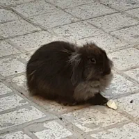 خرگوش نژاد lionhead اصیل|موش و خرگوش|مشهد, ویلاشهر|دیوار