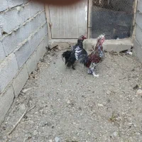 دو‌تاخروس‌فروشی
