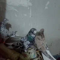 دمسفید|پرنده|نیشابور, مازول|دیوار