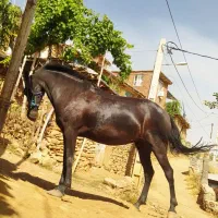 مادیان آبستن