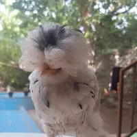 سه عدد جوجه مرغ نژاد کاکولی ،پرپا