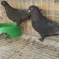 اول بخون|پرنده|بهبهان, |دیوار