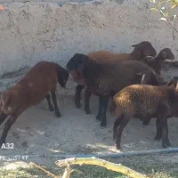 بره نر و ماده ۳۵تا۴۰کیلو ومیش ابستن|حیوانات مزرعه|سمنان, |دیوار