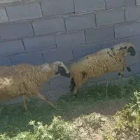 میش بره