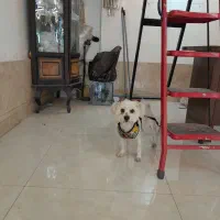 سگ زیبا و مهربان|سگ|مشهد, یوسفیه (شهرک غرب)|دیوار