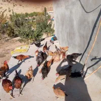 فروش مرغ و خروس محلی|حیوانات مزرعه|یاسوج, |دیوار