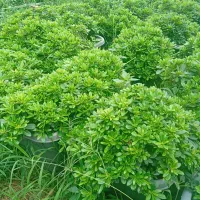 انواع گل بیرونی