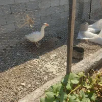 مرغ برهما