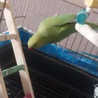 ملنگو نر ۶ ماهه