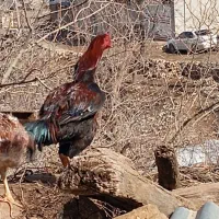 خروس لاری|حیوانات مزرعه|پاوه, |دیوار