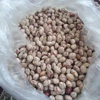 لوبیا چیتی بذر صالح