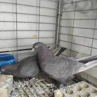 قهوه ای ساده پاپر درجه یک|پرنده|بهبهان, |دیوار