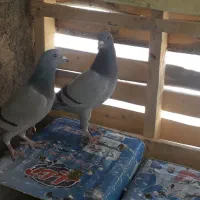 کفتر پلاکی|پرنده|شاهین‌شهر, گزبرخوار|دیوار