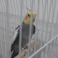 عروس هلندی نر و سخن گو