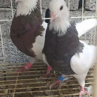 کبوتر طوقی پنج جفت|پرنده|آبپخش, |دیوار