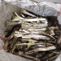 کنگر تازه چیده کنگر شازند ساق بلند