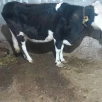 یک عدد کاو سمینتال با کوساله