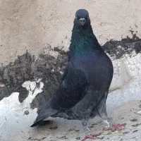 نرماده سیاه سبز پرشی قم|پرنده|قم, آزادگان|دیوار