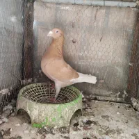 غوره ای زرد نر