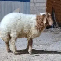بره