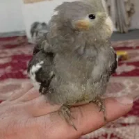 عروس هلندی