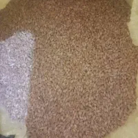 گندم دشت نگار