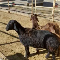 گوسفند بره ماده