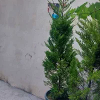 کاج|گل و گیاه طبیعی|صوفیان, |دیوار