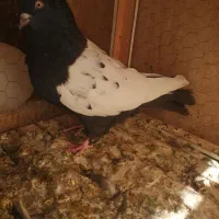 دمسفید و سینه ای|پرنده|اهواز, شهرک برق|دیوار