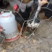 مرغ وخروس