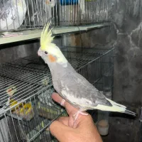 پرنده|پرنده|رفسنجان, |دیوار