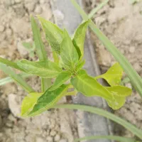 کارگرساده میدان بارسبزوار