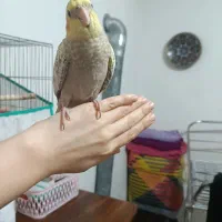 عروس هلندی گل باقالی ماده