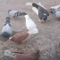 کبوتر|پرنده|نیشابور, مازول|دیوار