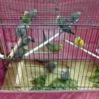 حراج مرغ عشق