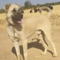 طوله سرابی