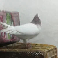 طوقی کاکلی نرو ماده