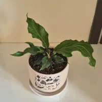 فروش گلدان های آپارتمانی شیک و ترند|گل و گیاه طبیعی|تهران, نارمک|دیوار