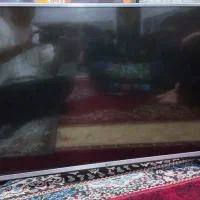 تلویزیون ال جی ۴۳